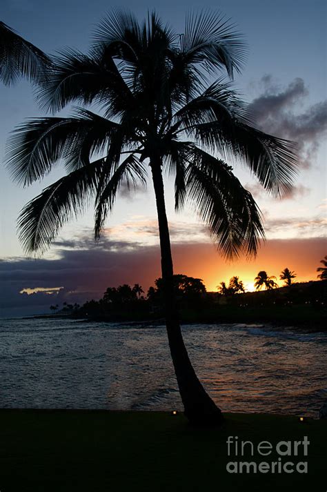 Kauai Hawaii Palm Tree Sunset Photograph by ELITE IMAGE photography By ...