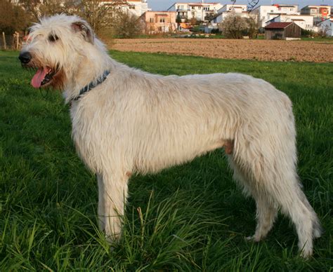 Fav breed of dog ... Irish Wolfhound :) | Lobero irlandés, Perro lobo ...