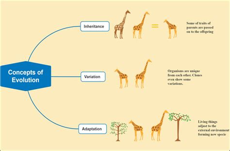 Natural Selection Diagram