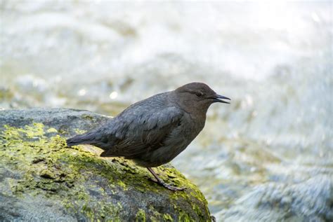 The American Dipper - The Bird That Walks Underwater! - Jake's Nature Blog