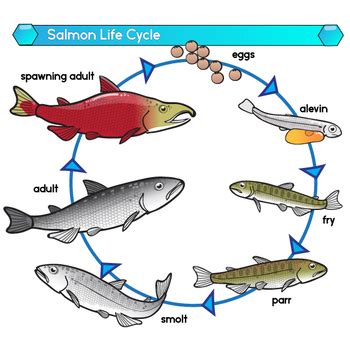 Sockeye Salmon Life Cycle Clip Art Set by Studio Devanna | TpT