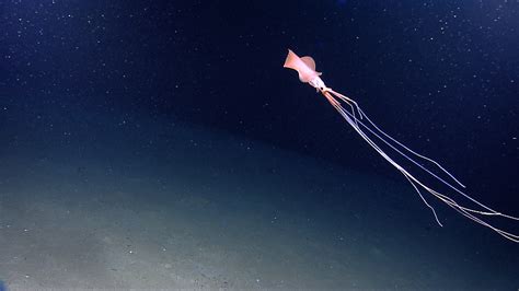 Bigfin Squid: Windows to the Deep 2021: Southeast U.S. ROV and Mapping ...