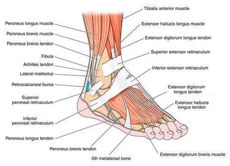 Diagram Of Tendons And Ligaments