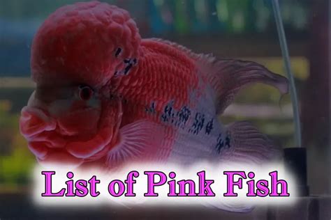 Are There Any Pink Fish? The Answer is YES! (2024 List) | Updated