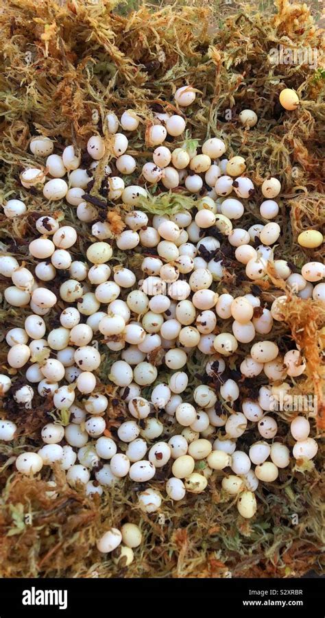 Giant Ghana African tiger snail eggs (Achatina achatina Stock Photo - Alamy