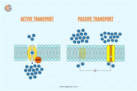 What is the difference between diffusion and active transport?