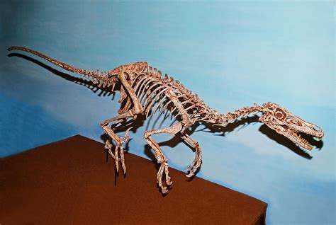 Velociraptor Skeleton | ubicaciondepersonas.cdmx.gob.mx