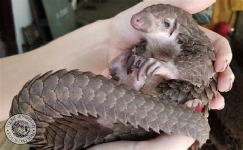 Pangolin Conservation Initiative – SAFE Worldwide