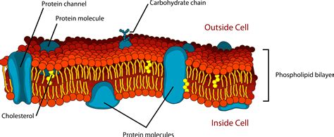 26.9: Phospholipids - Chemistry LibreTexts