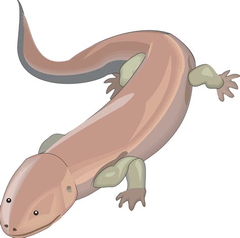 Salamander clipart - Clipground