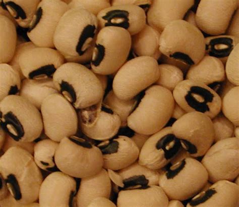 Black-eyed Peas (Cowpeas) - Ingredients Descriptions and Photos - An ...