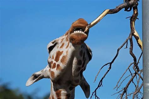 a giraffe is chewing on a tree branch