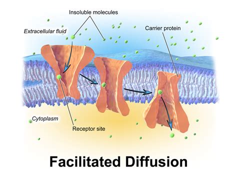 Difference Between Active and Passive Diffusion | Definition, Types of ...