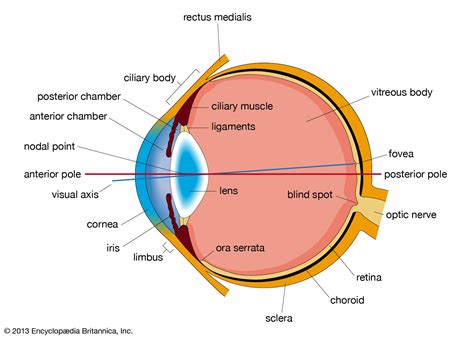 Cross Section Of The Human Eye