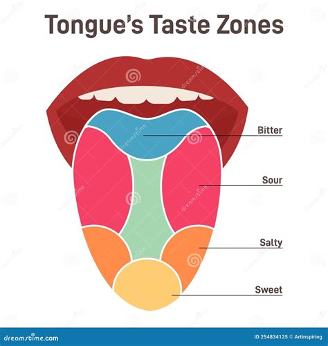 Human Tongue. Muscular Organ with Papillae, Taste Receptors Zones Stock ...