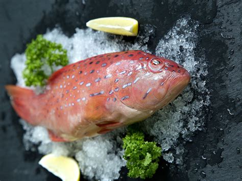 Wild Red Grouper (about 500g) – Dishthefish