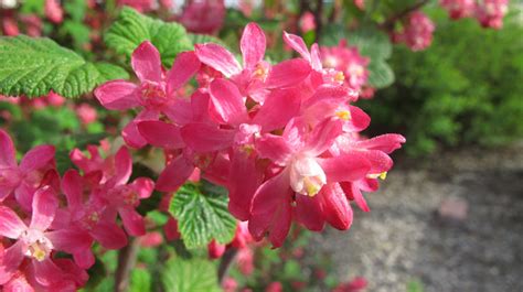 Red-flowering Currant – Derby Canyon Natives