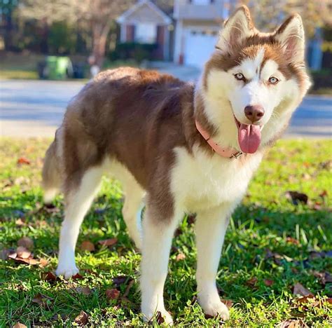 Dog Breed Information: Just how rare is the Red Husky? - K9 Web