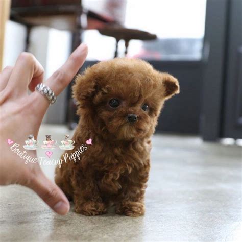 Teacup Chihuahua Toy Poodle Mix - Pets Lovers