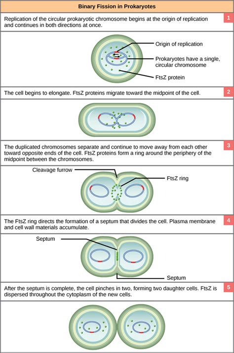 6.6A: Binary Fission - Biology LibreTexts