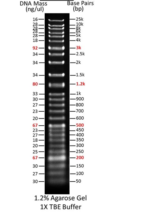 ReadiUse 1 Kb Plus DNA Ladder_西安百萤生物科技有限公司