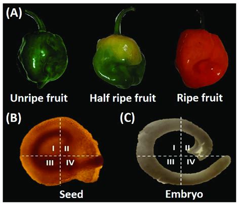 (A) Maturity stages of the habanero pepper fruit. (B) Complete seed ...