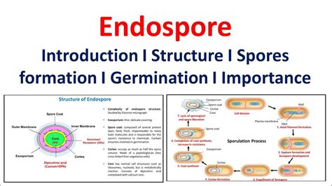 Endospore | Introduction | Structure | Spore formation | Germination ...