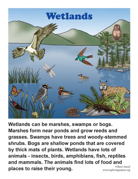 Wetlands Posters