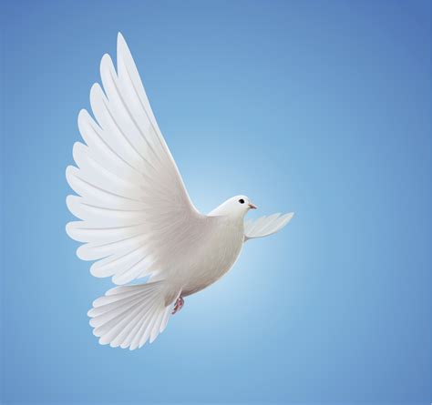 Free Holy Spirit Dove, Download Free Holy Spirit Dove png images, Free ...