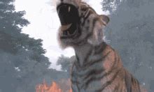 Tiger Roar GIFs | Tenor