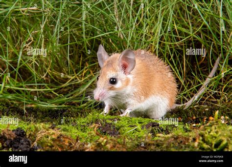 An African Spiny Mouse taken in a studio, you can see the spines that ...