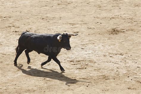 Fighting Bulls in the Arena. Bullring. Toro Bravo. Spain Stock Image ...