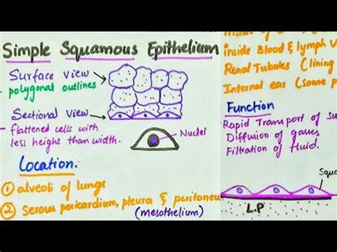 Simple Squamous Epithelium | Location | Function - YouTube