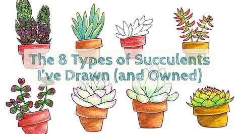 The 8 Types of Succulents I've Drawn (and Owned) | Monica Heilman Art