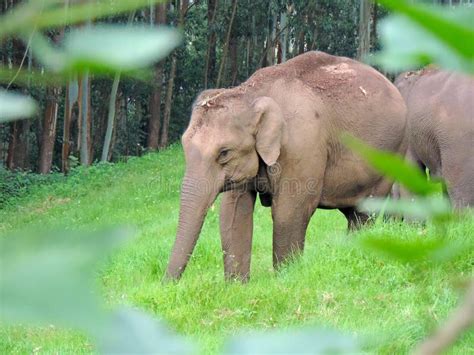 Elephant at Munnar in Kerala - India Tourism Stock Photo - Image of ...