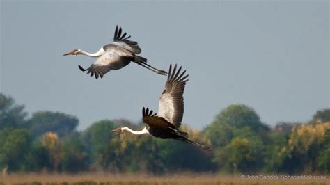 Wattled Crane - John Caddick | John Caddick