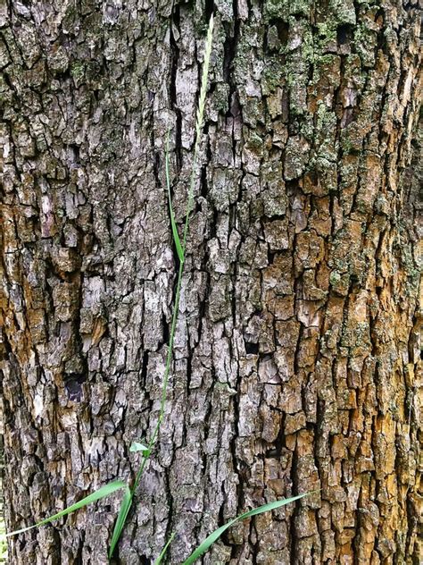 Pear tree bark stock image. Image of woods, photography - 11167761