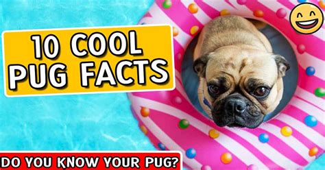 10 Cool Pug Facts - Pug Breed Facts