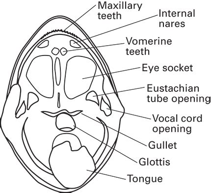 Frog Internal Anatomy - Anatomical Charts & Posters