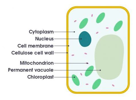 Plant Cell: Its 6 Main Parts and Their Functions | Plant cell diagram ...