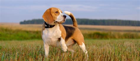 Beagle Puppies For Sale - Greenfield Puppies