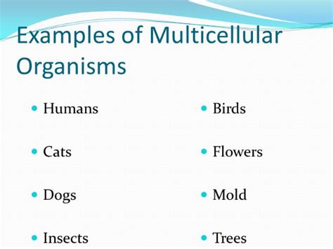 What are some Examples of Multicellular Organisms? - Ox Science