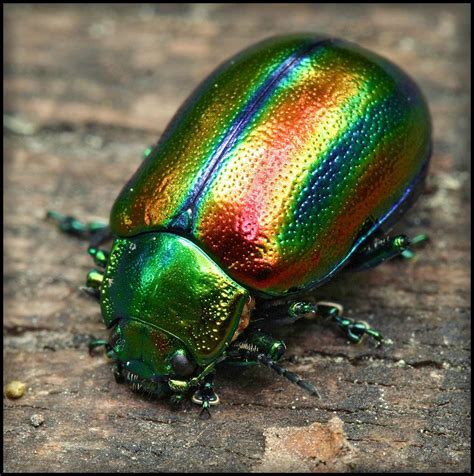 rainbow beetle | Bugs | Pinterest | Insectos, Escarabajo y Creacion de dios