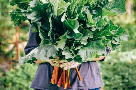 How to Grow Rhubarb