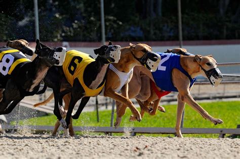 Florida Racing Greyhounds Will Need Homes Soon After Ban