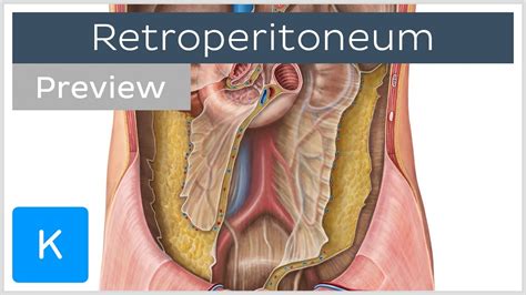 Retroperitoneal organs: definition, structures (preview) - Human ...