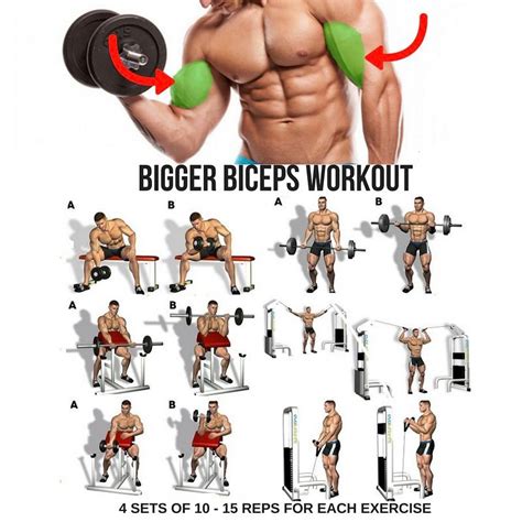 Step by Step Complete Workout Tip and Guide Demographics | Big biceps ...