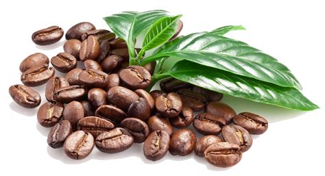 Coffee bean Espresso Caffxe8 macchiato - Coffee Beans PNG Image png ...