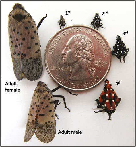 Spotted Lanternfly Extermination - A#1 Animal and Pest Control