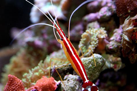 Cleaner shrimp | Aquarium, Painel de fotos, Qualidade de dados